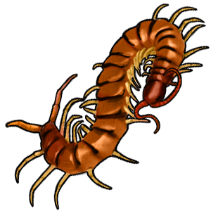 Centipede